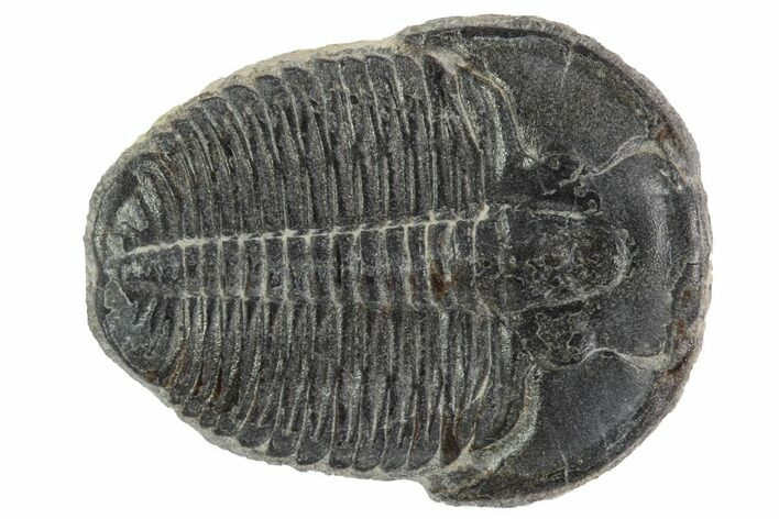 Elrathia Trilobite Fossil - Utah #97082